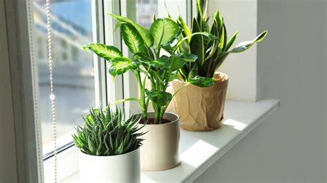 Best House Plants For A South-Facing Window