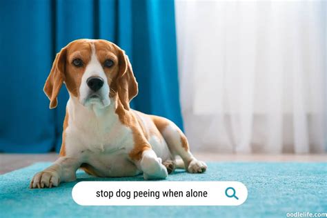 Housebroken Dog Urinating In House