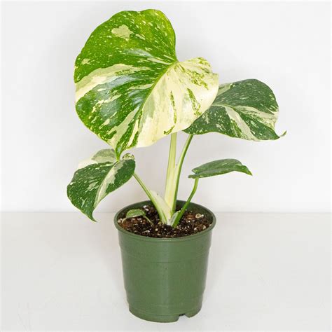 Houseplants For Sale