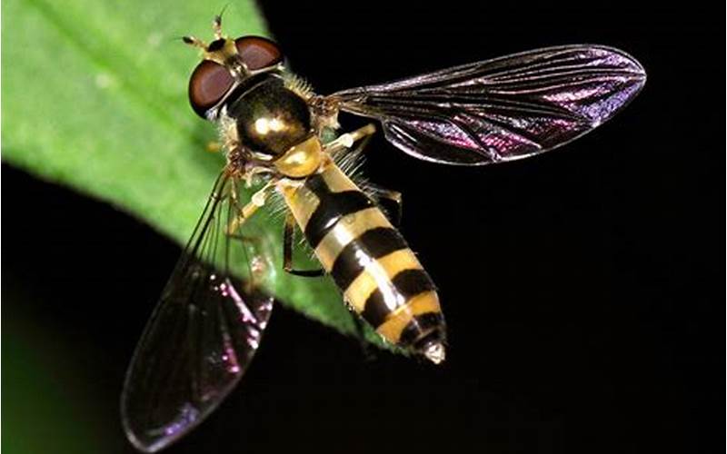 How to Get Rid of Hoverflies