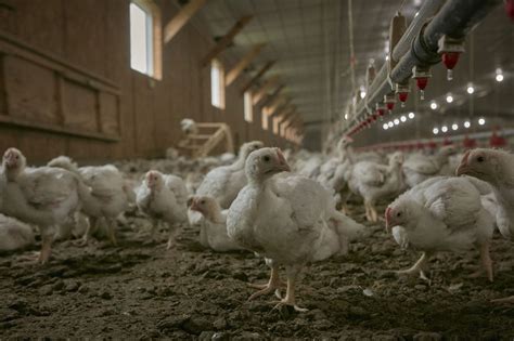 How Are Farm Animals Treated