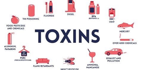 How Can Toxins be Prevented from Accumulating in Muscles?