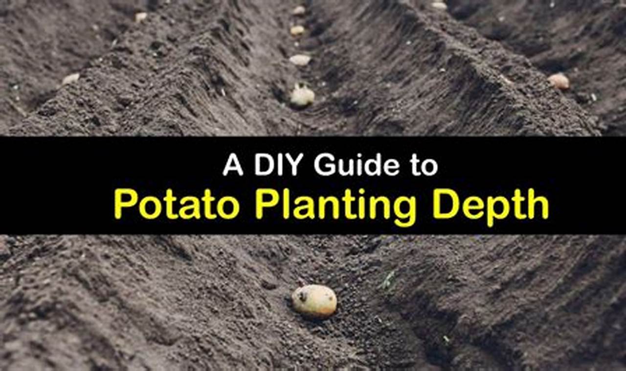 How Deep Do You Plant Potatoes