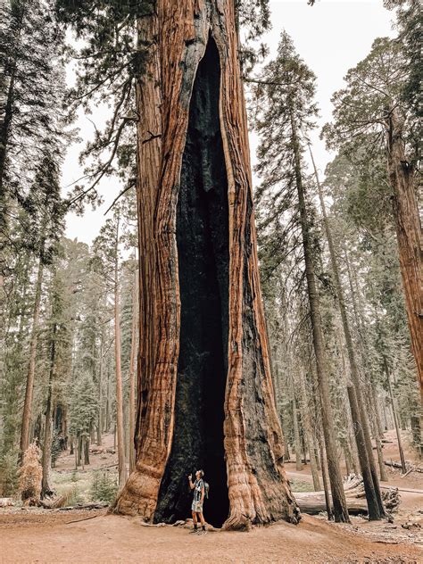 How Do Sequoia Trees Age?