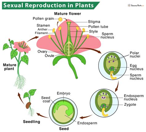 How Does a Cleaver Plant Reproduce?