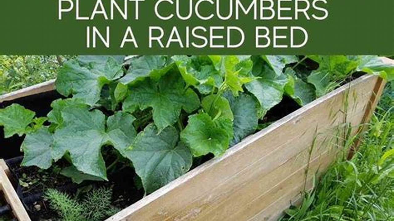 How to Space Cucumbers for Maximum Yield