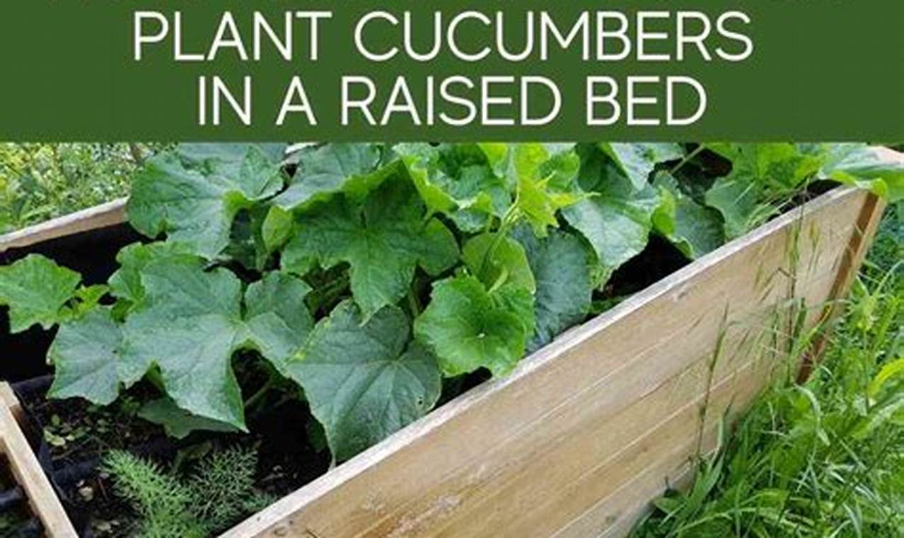 How Far Apart To Plant Cucumbers