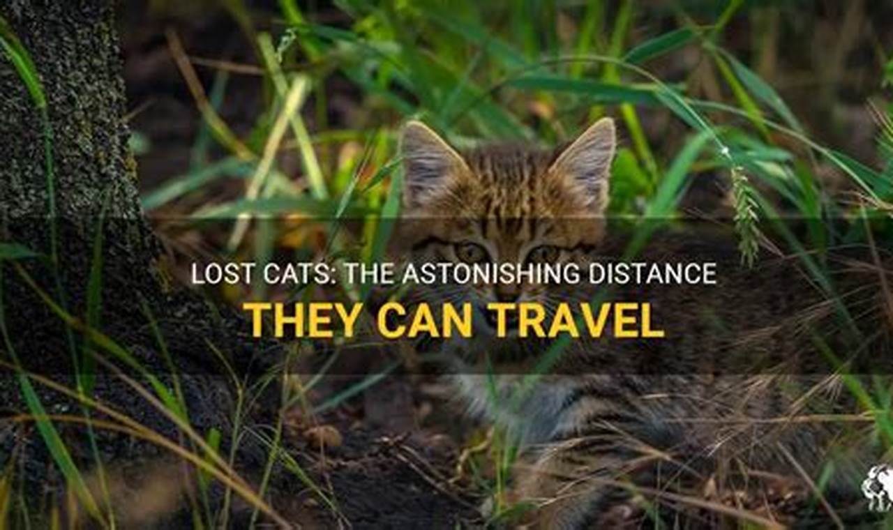 How Far Can A Lost Cat Travel