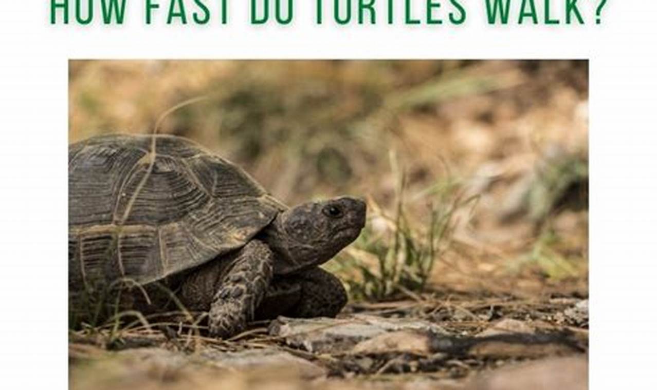 How Far Can A Turtle Travel In A Day