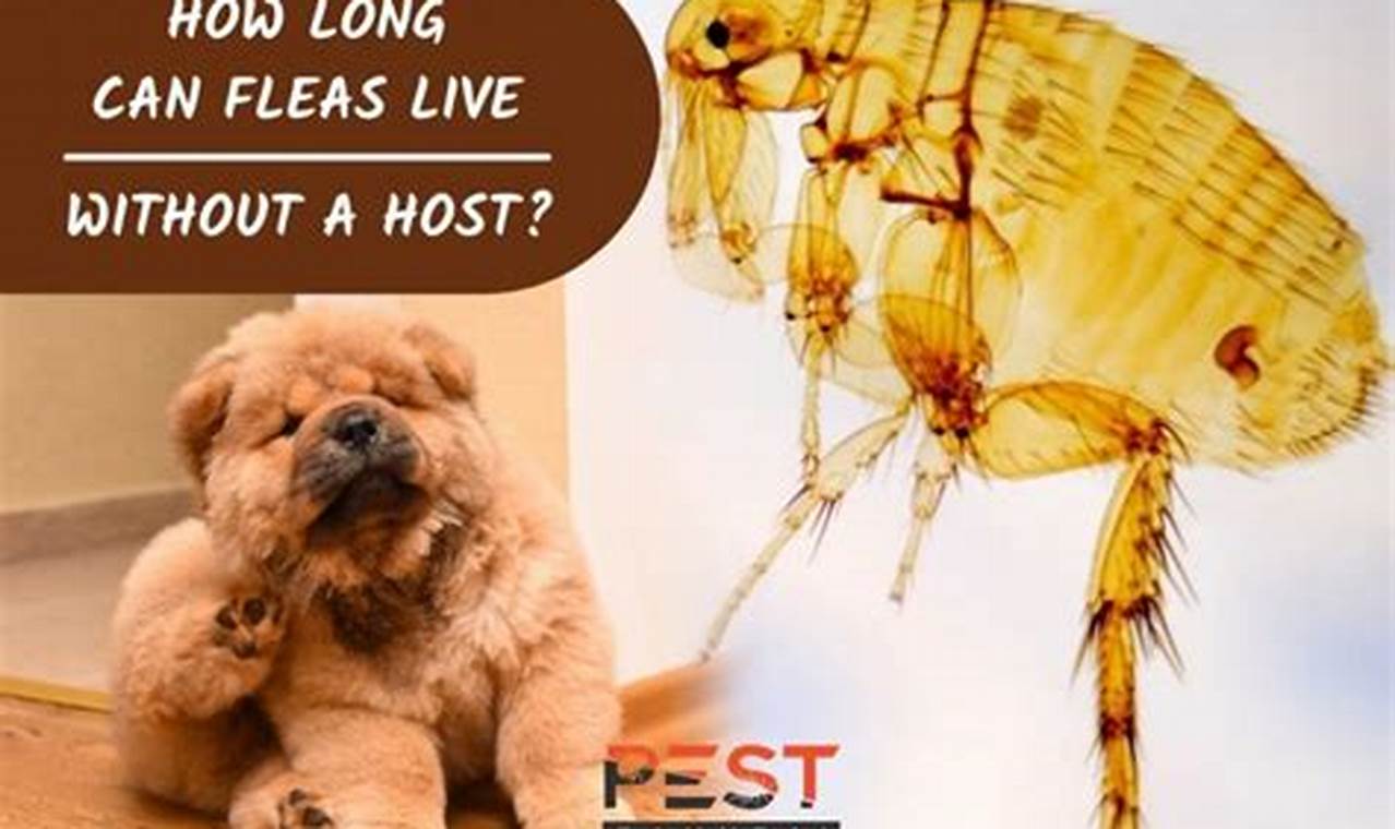 How Far Can Fleas Travel Without A Host