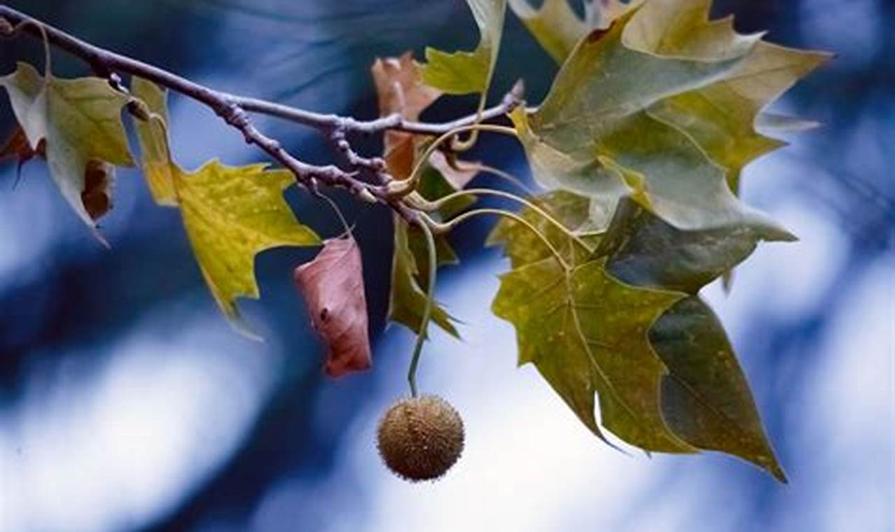 How Far Can Sycamore Seeds Travel