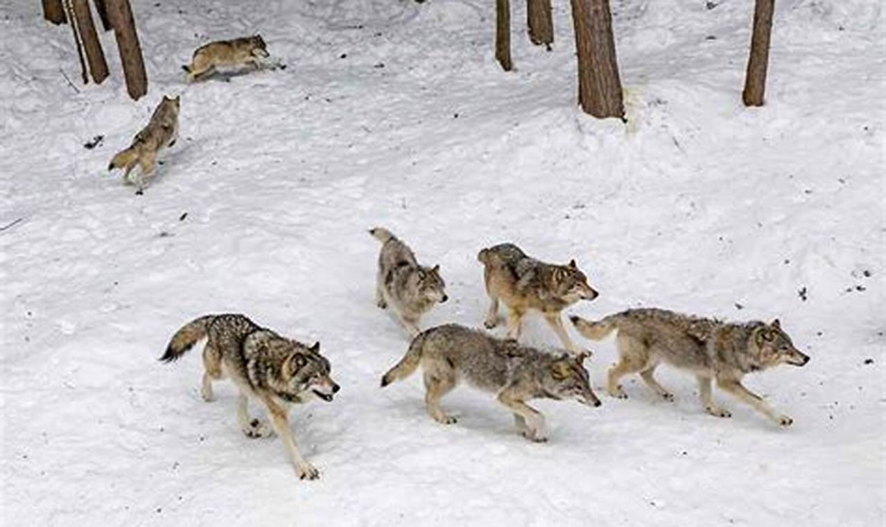 How Far Can Wolves Travel In A Day