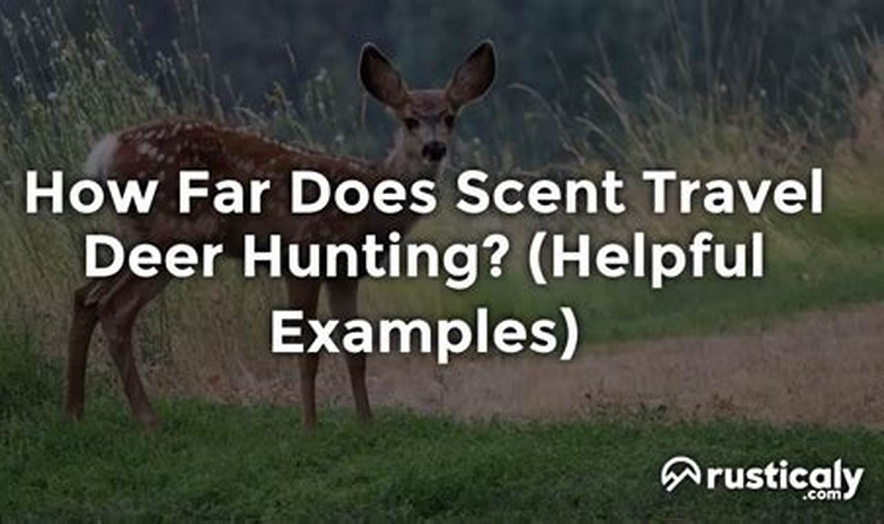 How Far Does Scent Travel Deer Hunting