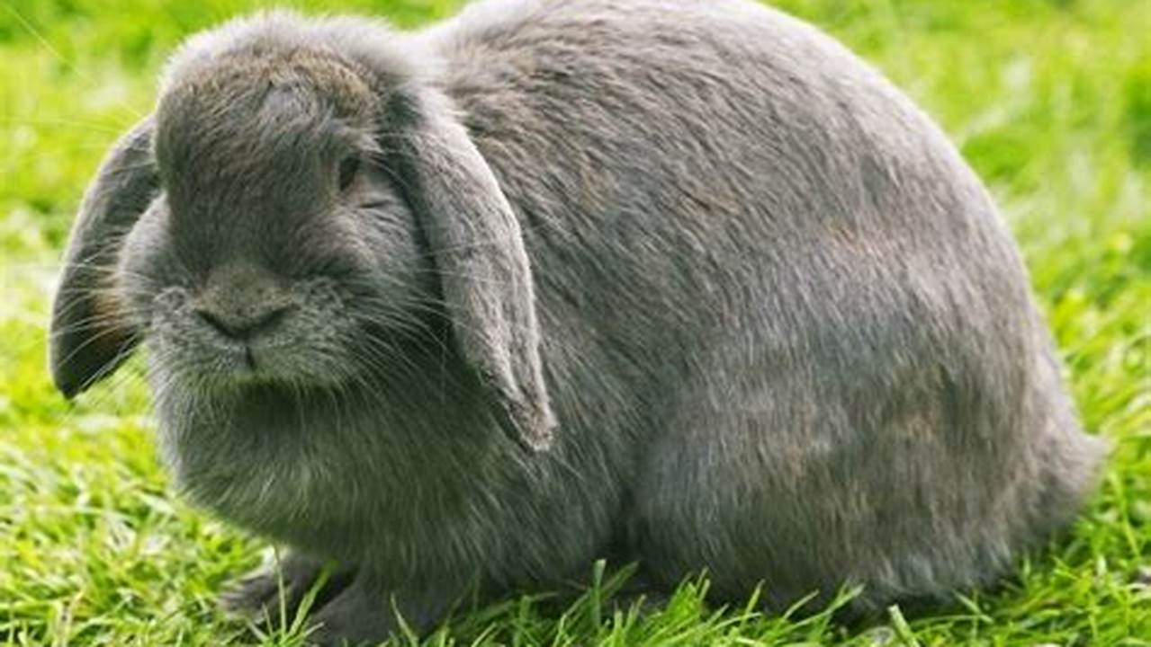How Long Do Lop Eared Rabbits Live