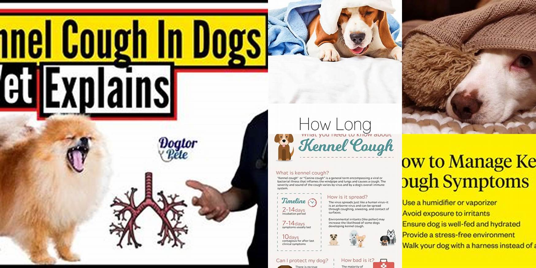How Long Does Kennel Cough Last On Clothes