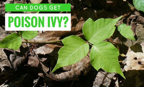 How Long Does Poison Ivy Stay on a Dog's Fur?