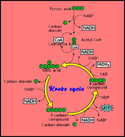 How Many ATP are Produced in the TCA Cycle?