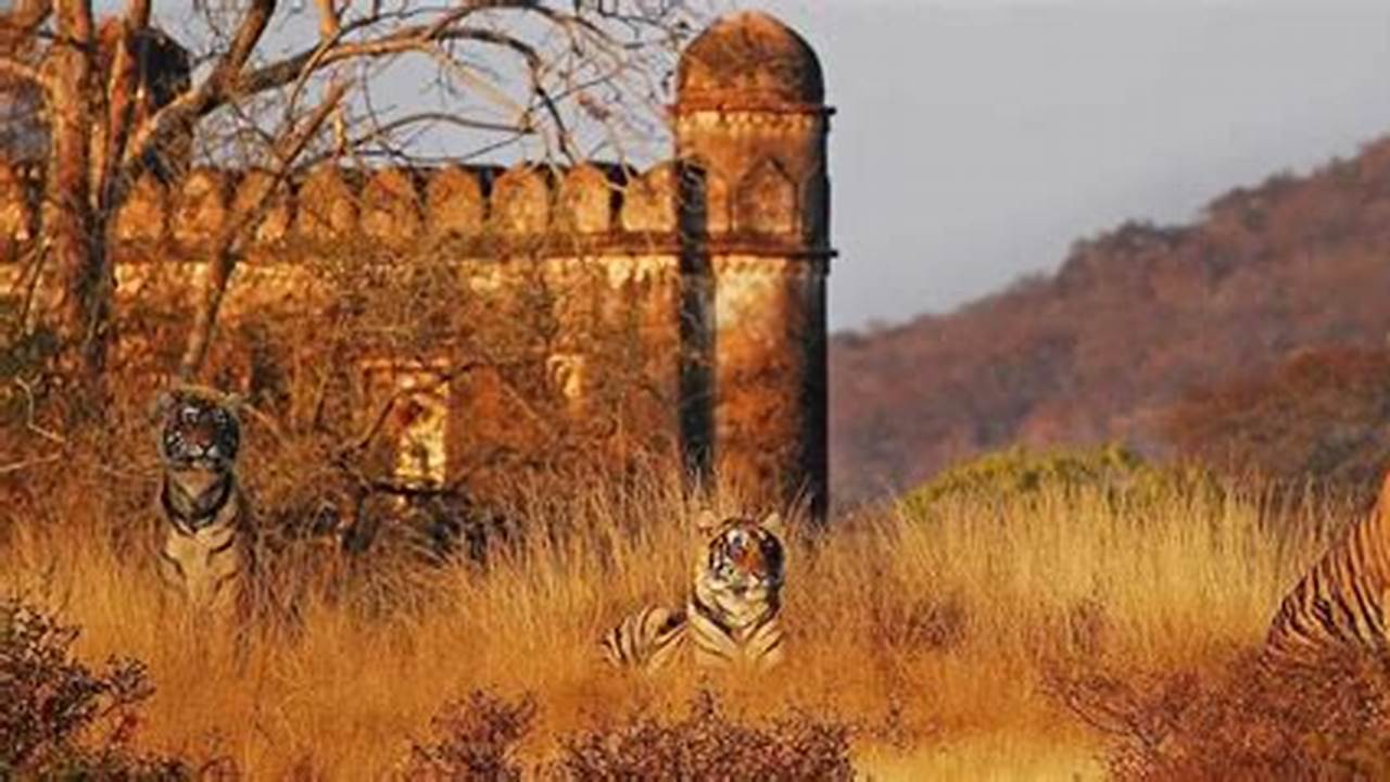 How Many Tigers In Ranthambore 2024