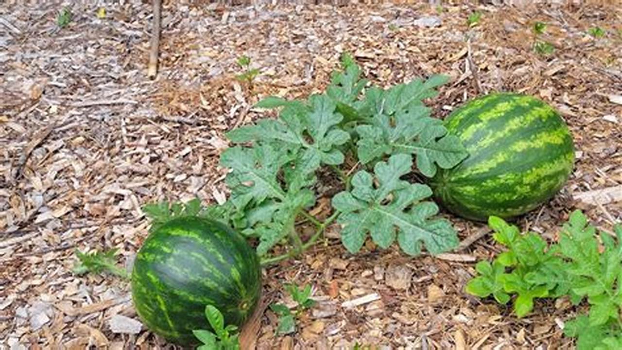 How to Maximize Watermelon Yield: A Guide to Achieving Bumper Harvests