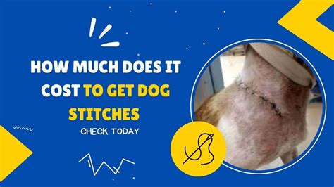 How Much Do Stitches Cost For Dogs?