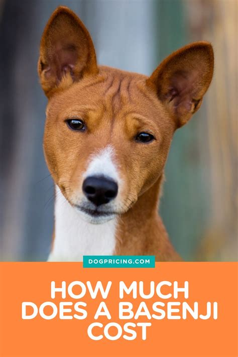 How Much Does a Basenji Cost? (2022 Price Guide)
