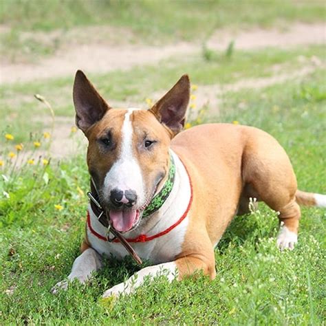 How Much Exercise Does A Bull Terrier Need?