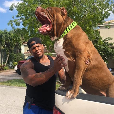 How Much is the Hulk Dog?