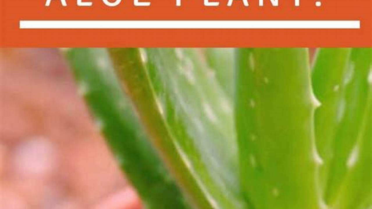 The Ultimate Watering Guide for Healthy Aloe Vera Plants