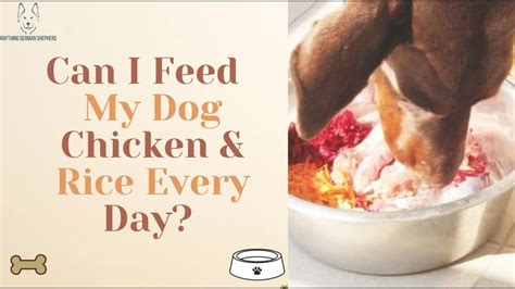 How Often Should I Feed My Dog Chicken and Rice Mix?