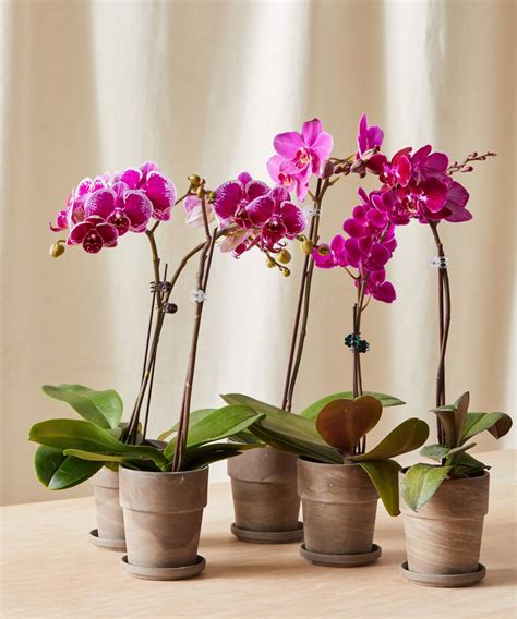 How Often to Water Orchids