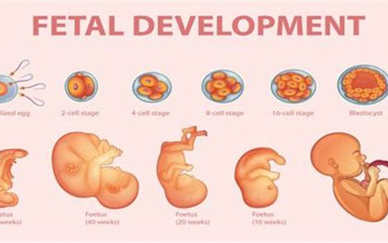 How The Baby Develop: A Guide to Your Child’s Milestones