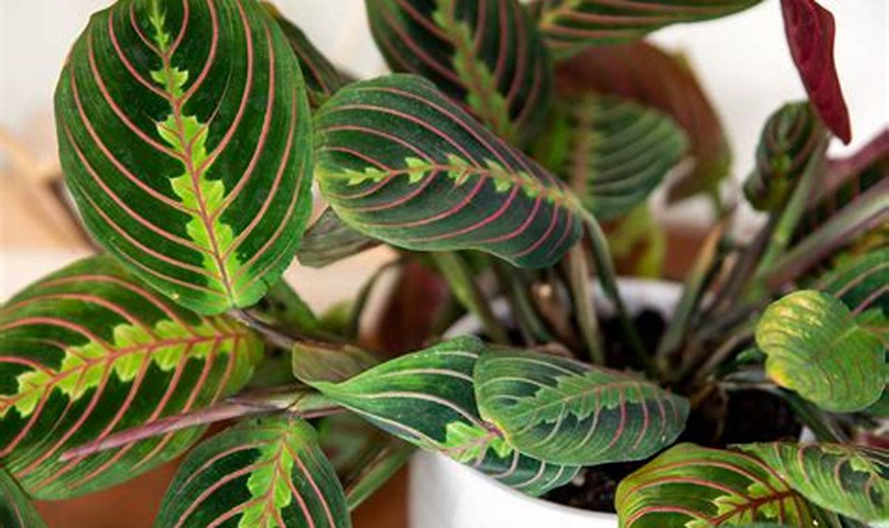 How To Care For A Prayer Plant
