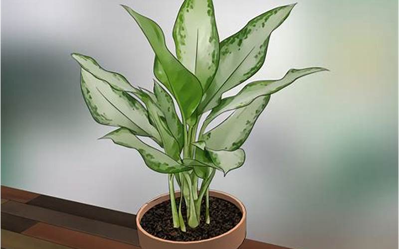 How To Care For Indoor Plants