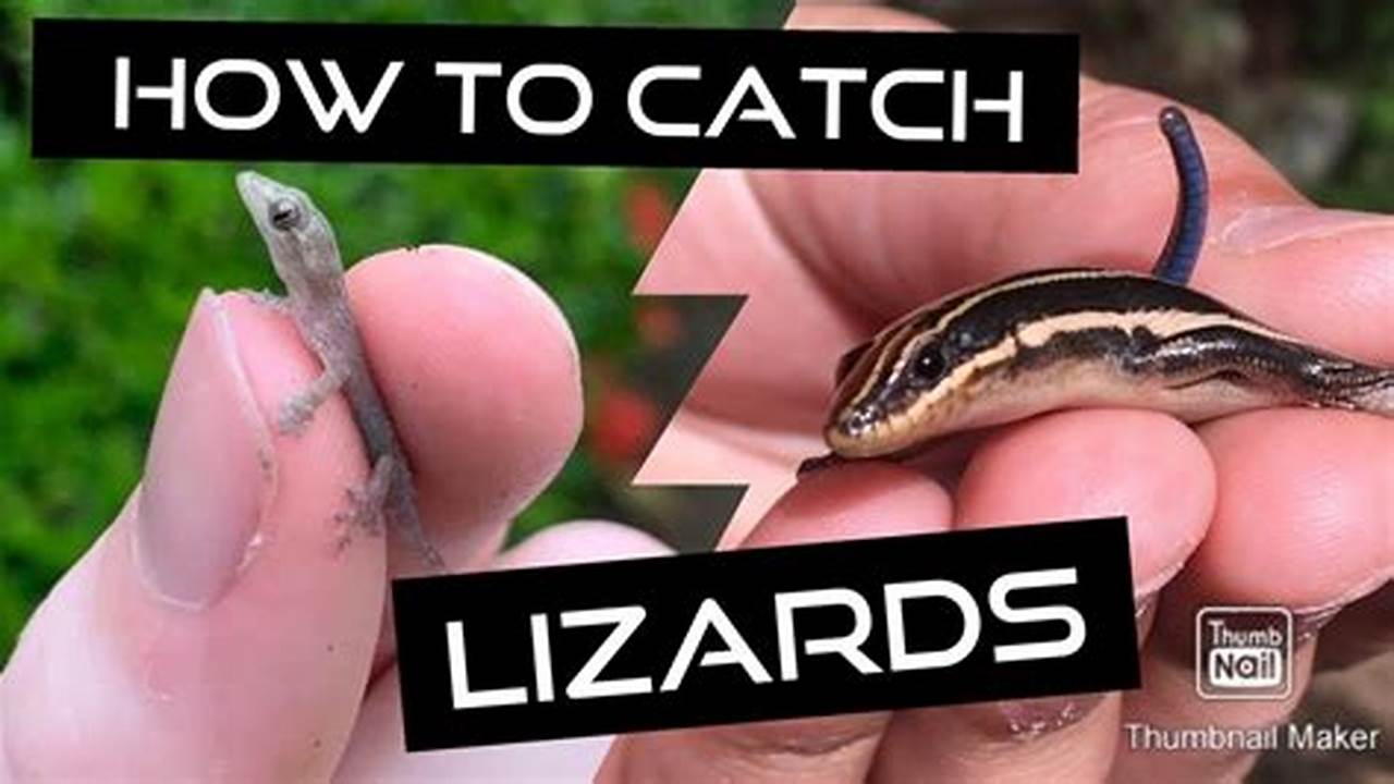 How To Catch Lizards