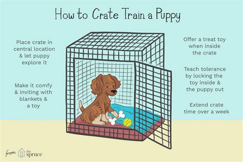 How To Crate Train Your New Puppy Five Phases You Can Follow