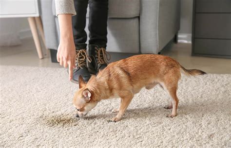 100 Working Tips on How to Get Dog Pee Smell Out Of Carpet