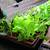 How To Grow Lettuce Indoors Under Lights References
