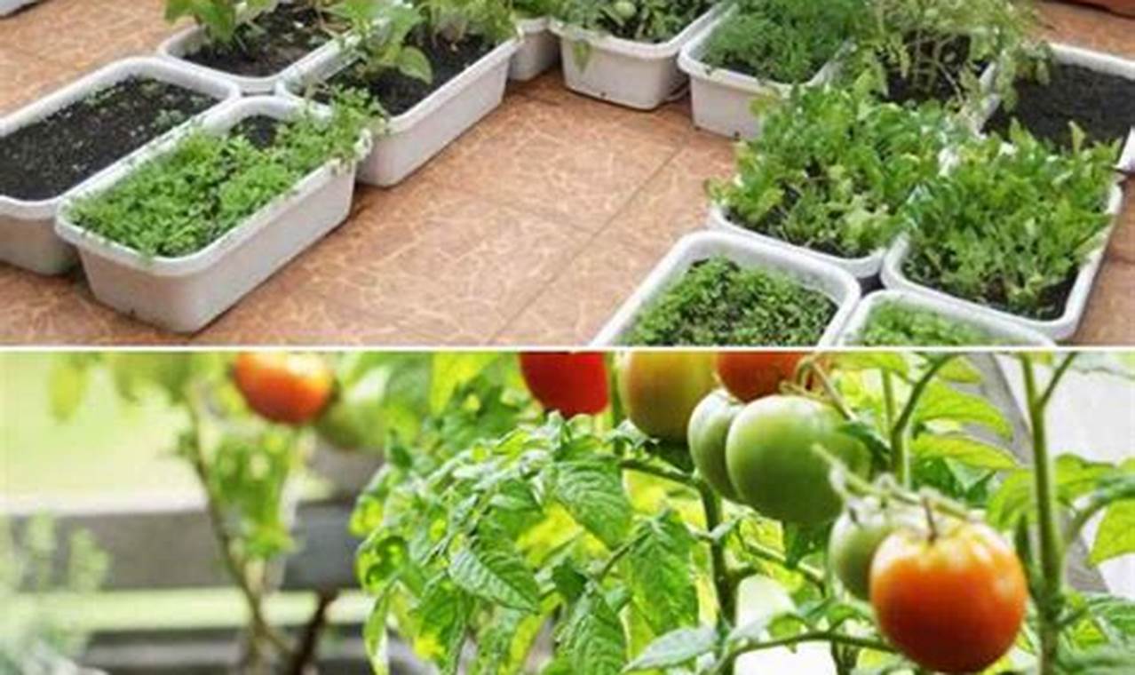 How To Grow Vegetables In Terrace Garden