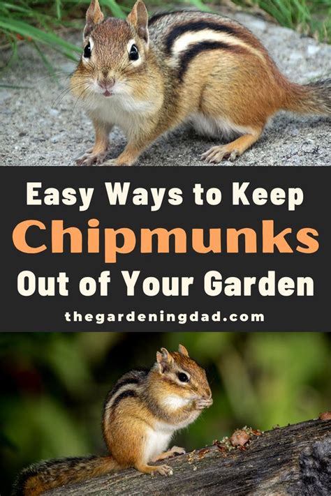 How To Keep Chipmunks Out Of Garden