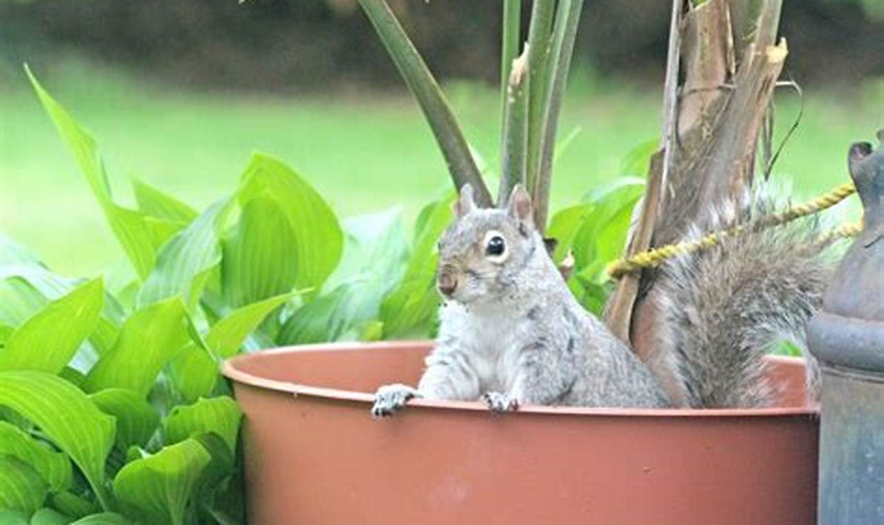 How To Keep Squirrels Out Of Potted Plants