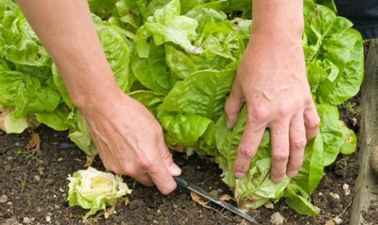 How To Pick Garden Lettuce
