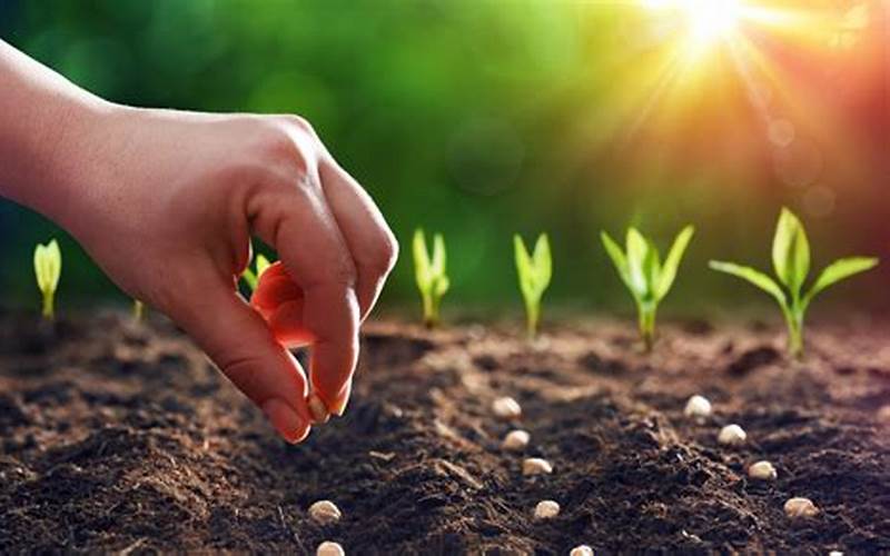 How To Plant A Seed And Make It Grow