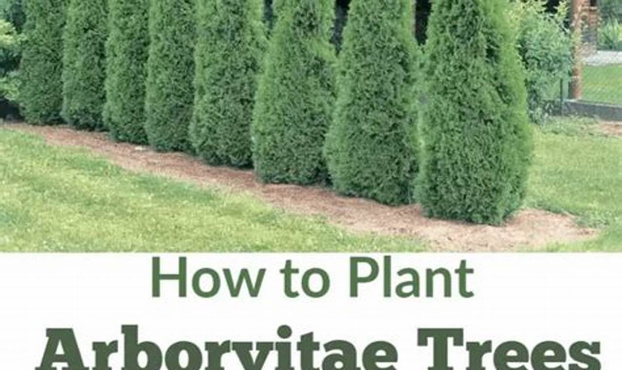 How To Plant Arborvitae