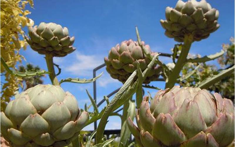 How To Plant Artichokes