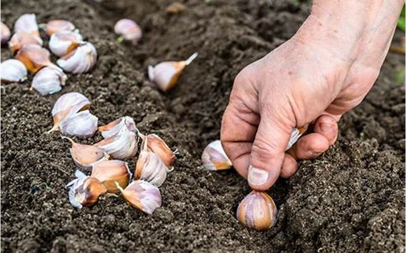 How To Plant Black Garlic
