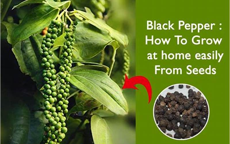 How To Plant Black Peppercorn Seeds