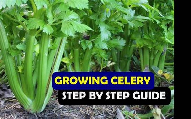 How To Plant Celery Seeds