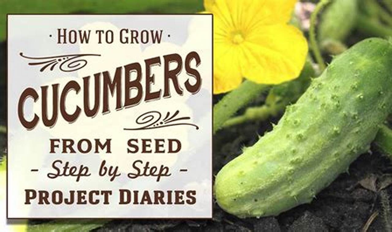 How To Plant Cucumber Seeds