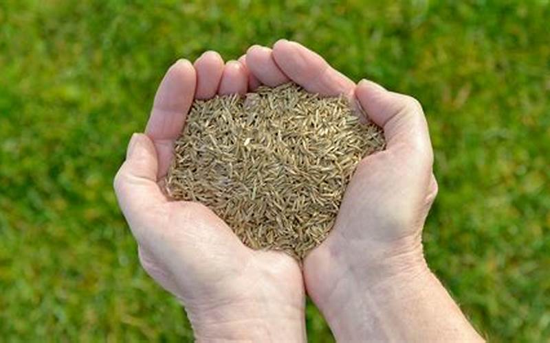 How To Plant Grass Seed In Kansas City