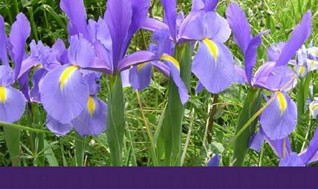 How To Plant Iris Bulbs